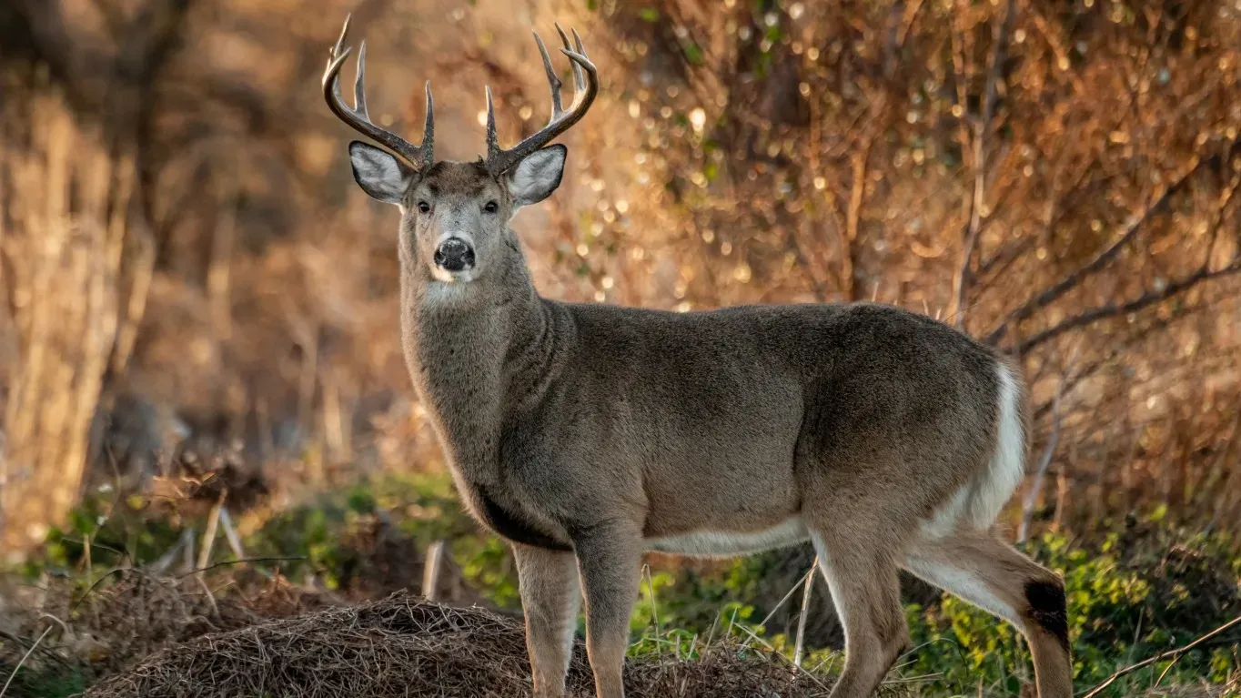 Hiking During Ohio Hunting Season: 2026-27 Dates and Safety